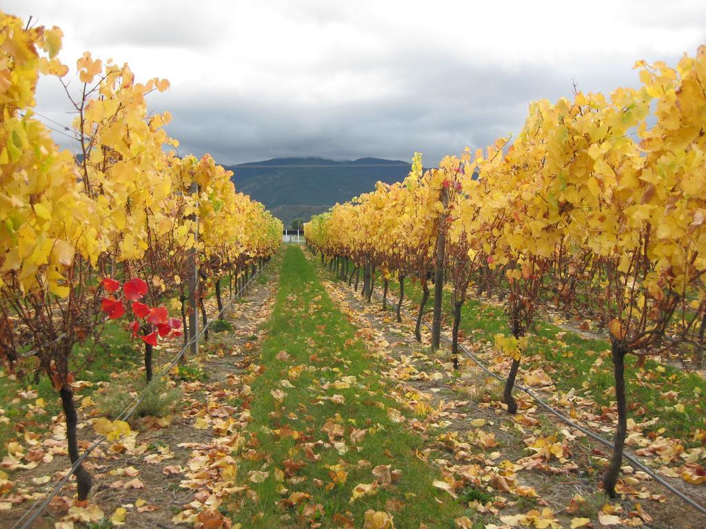 Korohi Vineyard Bnb ブレナム エクステリア 写真